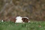 BORDER COLLIE 811